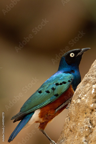 a chestnut-bellied starling (Lamprotornis pulcher) climbing on a rock with a natural desert in the background