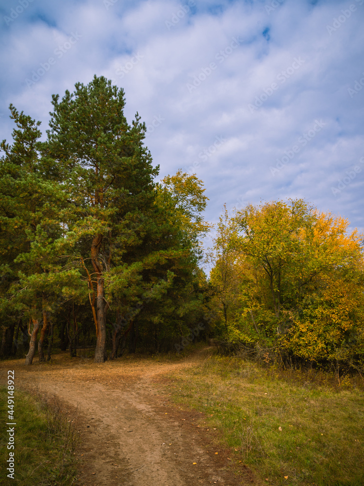 Autumn landscape - trail by a pine grove and trees with yellowing leaves