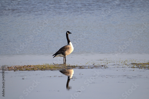 a single Canada Goose (Branta canadensis) standing on a small grass island reflected in the still water © Ian