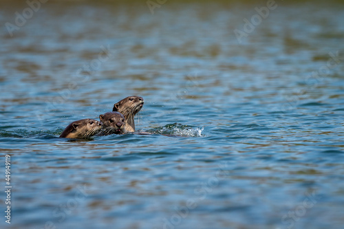 Smooth coated otter or Lutrogale perspicillata a vulnerable animal species of Mustelidae family playing in blue water of ramganga river at jim corbett national park or tiger reserve uttarakhand india