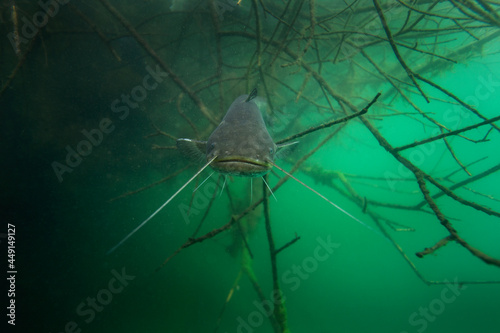 Curious wels catfish. Catfish swim in the lake. European fish. 