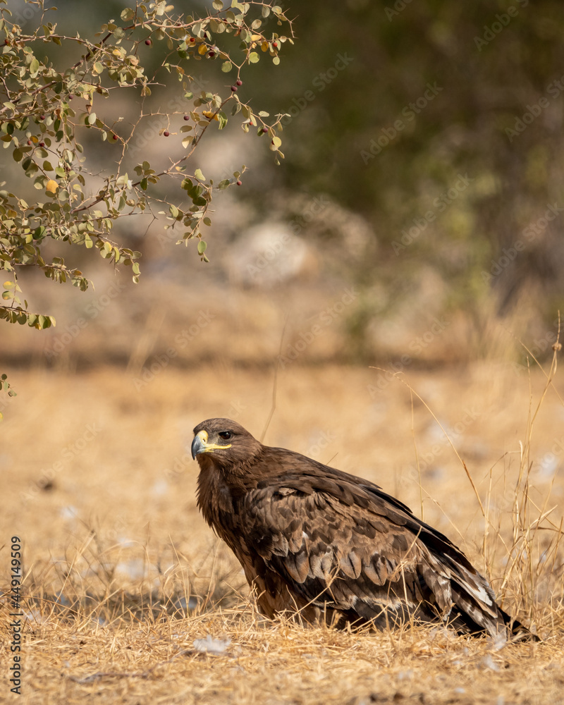 Obraz premium Steppe eagle or Aquila nipalensis portrait or closeup on ground in an open field during winter migration at jorbeer conservation reserve or dumping yard bikaner rajasthan India