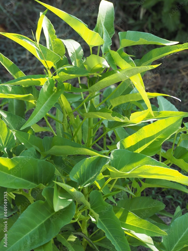 Obraz premium 夏の畑で成長する空心菜