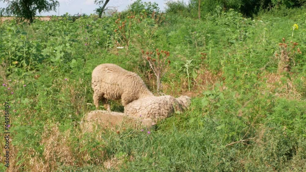 A flock of sheep grazing in a meadow nearby a river in summer danny day. Mother sheep with her two lambs eating grass sleeping near blue water. Countryside landscape colorful nature background 4K.