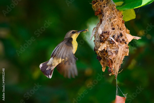 Olive-backed sunbird, Yellow-​bellied sunbird, Cinnyris jugularis