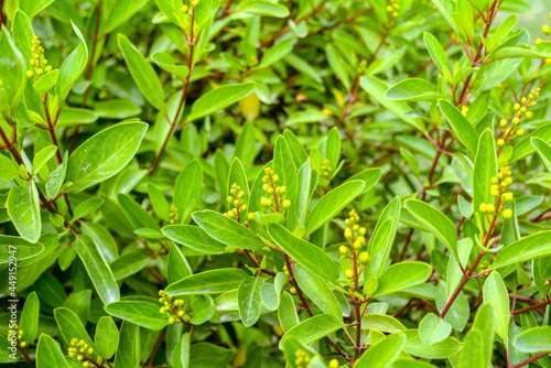 Duranta repens or Duranta erecta leaves closeup texture background  Common names include golden dewdrop  pigeon berry  and skyflower