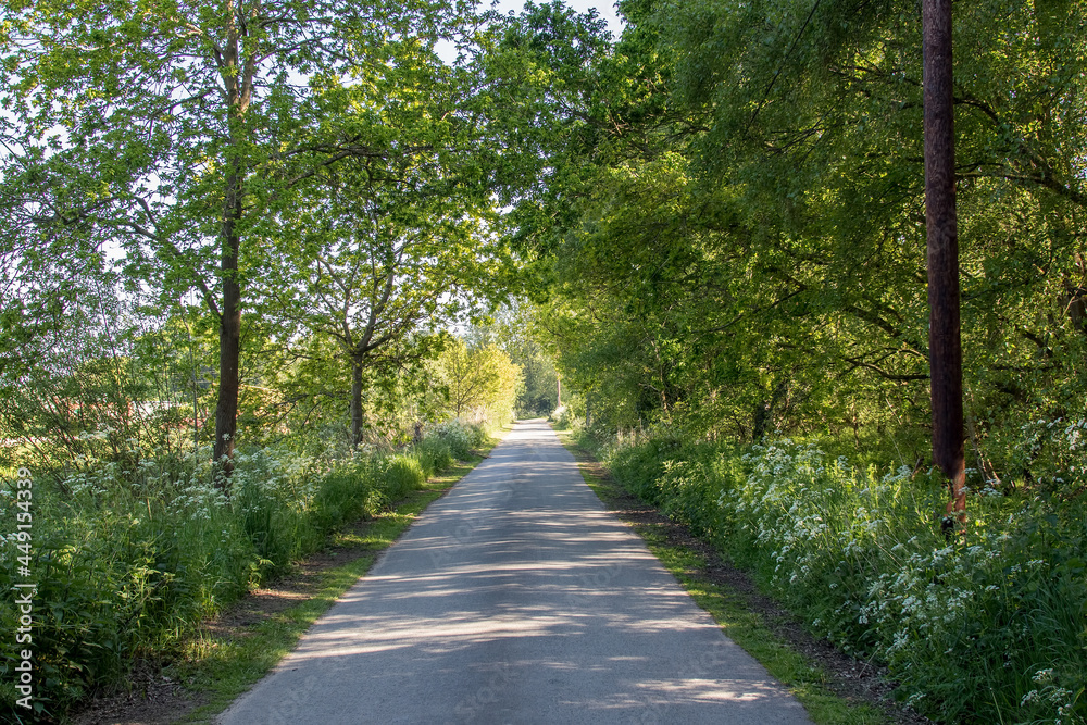 Country road UK. Tree-lined lane in the English countryside Country road UK. Tree-lined lane in the English countryside