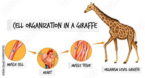 Diagram showing cell organization in a giraffe