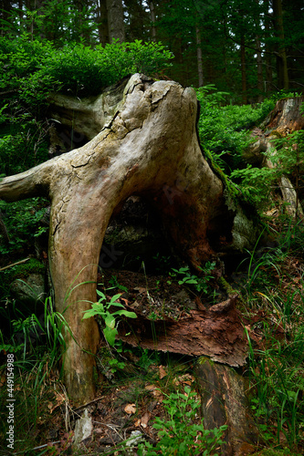 A dried out stump, hidden in the dense thickets of a mountain forest