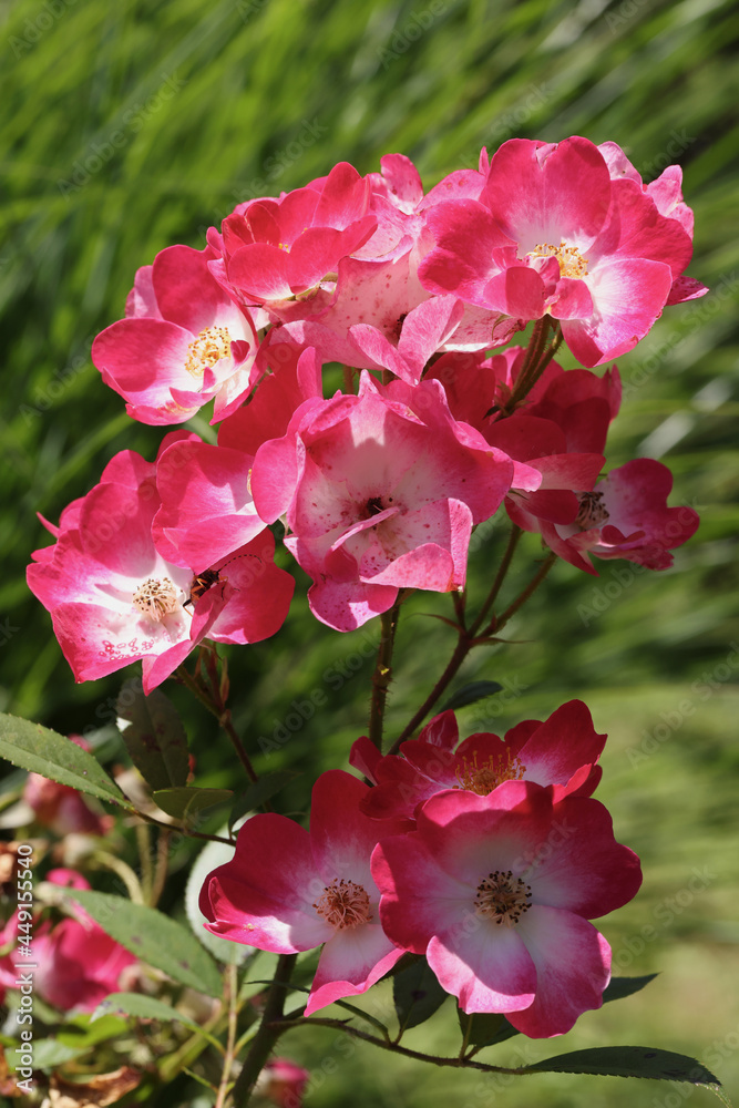 Rosier Complicata Rosier Complicata