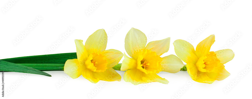 Fototapeta premium Narcissus isolated on a white background