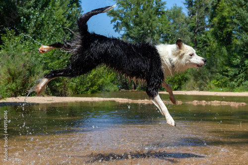 Dog breed Border Collie jumping into the water while playing with a ball. Shepherd dog. Dog games. photo