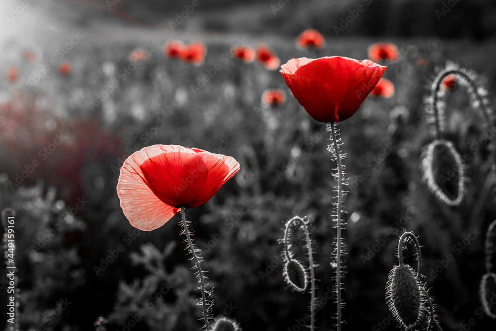 Obraz premium wild poppy field - Armistice or Remembrance day background