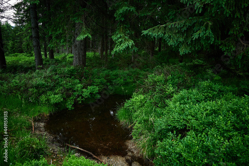 A small pond hidden in the dense thickets of a mountain forest