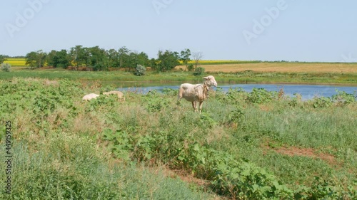 A flock of sheep grazing in a meadow nearby a river in summer danny day. Mother sheep with her two lambs eating grass sleeping near blue water. Countryside landscape colorful nature background 4K. photo