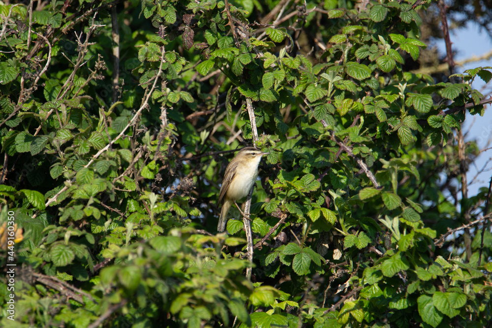 a single Sedge Warbler (Acrocephalus schoenobaenus) perched on a branch with green leaves and clear blue sky in the background