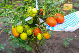 The farmer checks the tomatoes in the garden. Tomatoes on a branch. Farmer's hands. Agriculture, gardening, growing vegetables.
