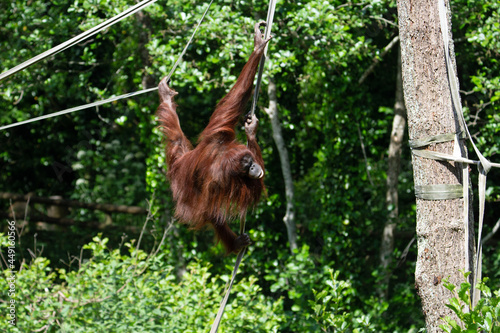 a young Bornean orangutan (Pongo pygmaeus) hanging by his feet from a rope bridge with a natural green background