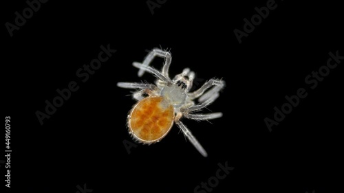 Spider under a microscope, Arachnida class, Arthropoda squad. Video shows a heartbeat. Spiders are predators, feed primarily on insects or other small animals. Size 3 mm photo
