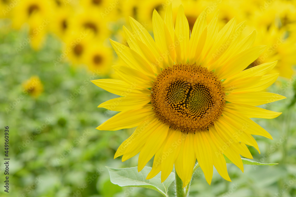 big bright yellow sunflower in the field. Large flowers of a sunflower in the sunlight. Yellow flowers on a farm field. Agriculture concept, organic products, good harvest. Growing seeds for oil. big bright yellow sunflower in the field. Large flowers of a sunflower in the sunlight. Yellow flowers on a farm field. Agriculture concept, organic products, good harvest. Growing seeds for oil.