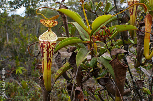 Plant and pitcher of the carnivorous pitcher plant Nepenthes stenophylla, Sarawak, Borneo, Malaysia photo