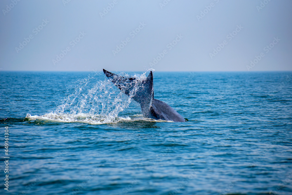 Tail of Bryde's whale (Eden's whale). It will raise its tail highter from the surface before dive underwater again. Taken at Bang Tabun, Phetchaburi in Gulf of Thailand. Tail of Bryde's whale (Eden's whale). It will raise its tail highter from the surface before dive underwater again. Taken at Bang Tabun, Phetchaburi in Gulf of Thailand.