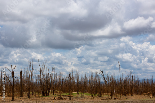 Dead forest because of climate change and drought. Global warming concept