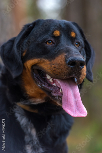 beautiful large brown dog mestizo rottweiler © Evdoha