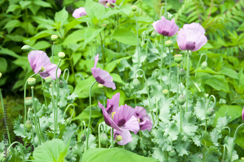A pink poppy flower. Quality image for your project A pink poppy flower. Quality image for your project