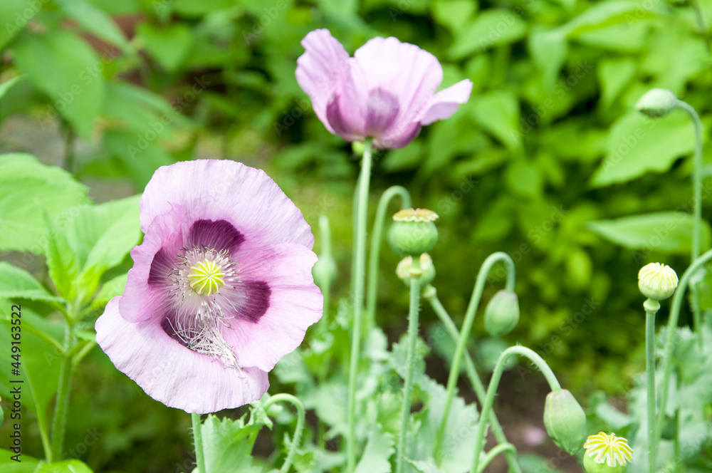 A pink poppy flower. Quality image for your project A pink poppy flower. Quality image for your project