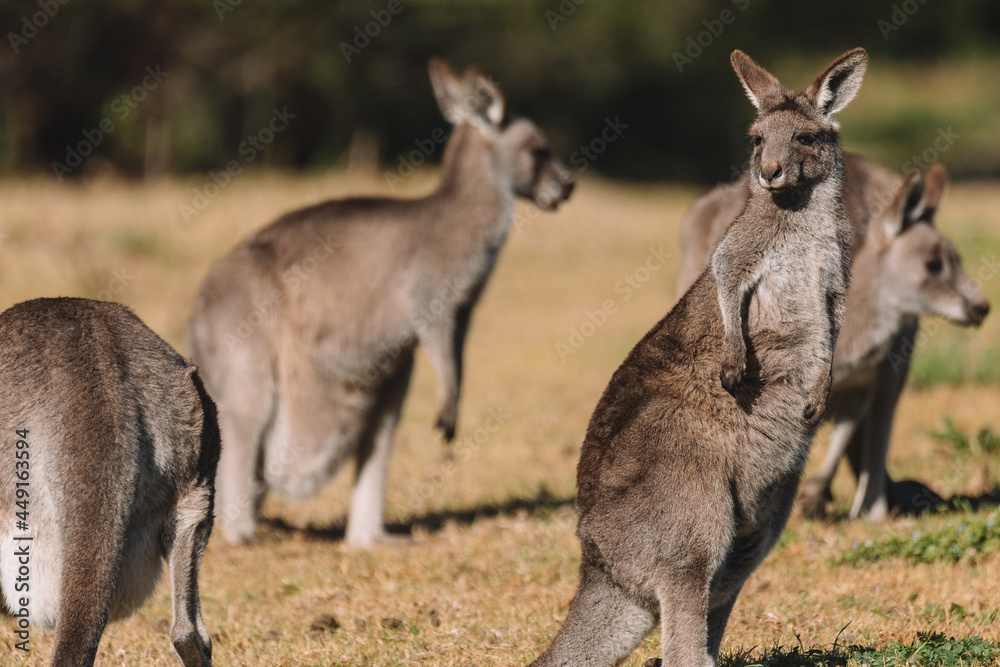 Eastern Grey Kangaroo, Ulladulla, NSW, Australia. 