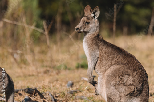 Eastern Grey Kangaroo, Ulladulla, NSW, Australia. 