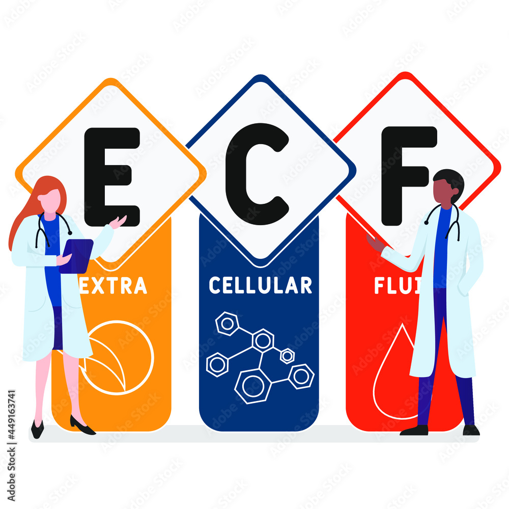 Flat design with people. ECF - Extracellular fluid acronym. medical concept background. Vector illustration for website banner, marketing materials, business presentation, online advertising Flat design with people. ECF - Extracellular fluid acronym. medical concept background. Vector illustration for website banner, marketing materials, business presentation, online advertising