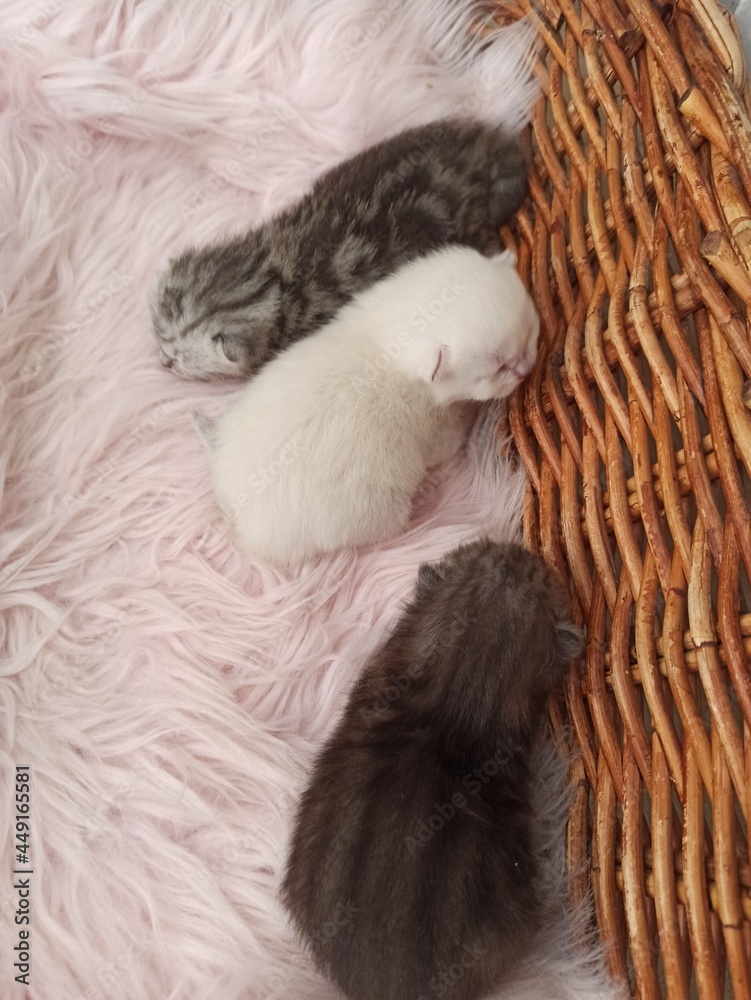 Katenbabys im Körbchen Katenbabys im Körbchen