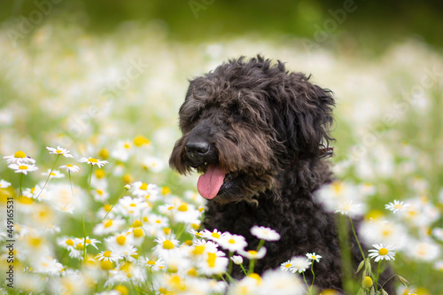 Beautiful mudi poodle mix breed dog posing in flowers, nature
