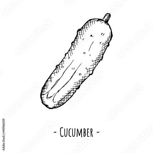 Cucumber. Vector illustration. Isolated object on white. Hand-drawn style.