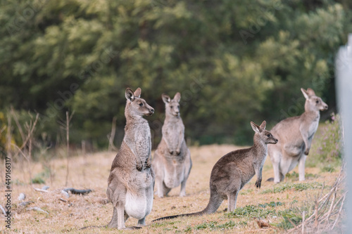 Eastern Grey Kangaroo, Ulladulla, NSW, Australia. 