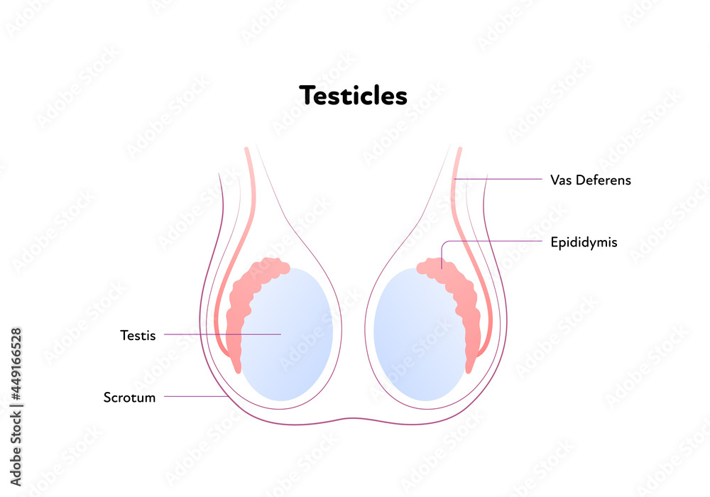 Stockvector Human reproductive system anatomy chart. Vector