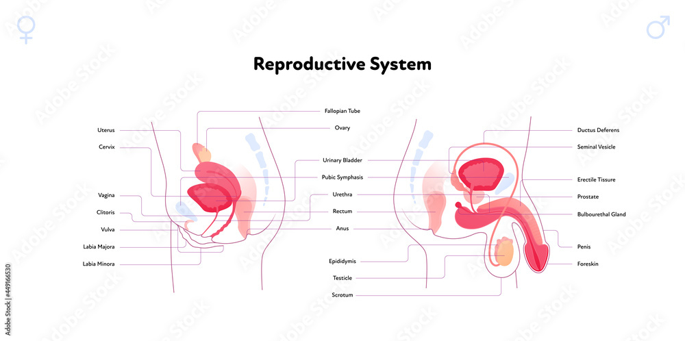 Human reproductive system anatomy inforgaphic chart. Vector flat healthcare illustration. Female uterus and male penis comparison. Side view. Design for biology, health care, gynecology, urology