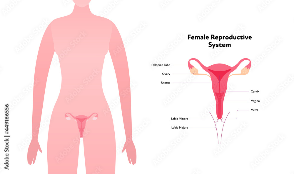 Human reproductive system anatomy inforgaphic chart. Vector flat