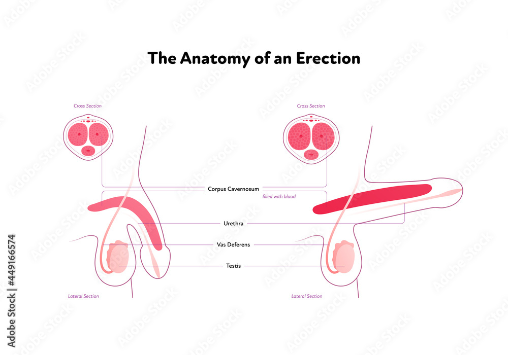 de ce este penisul lateral tipuri de erecție la femei