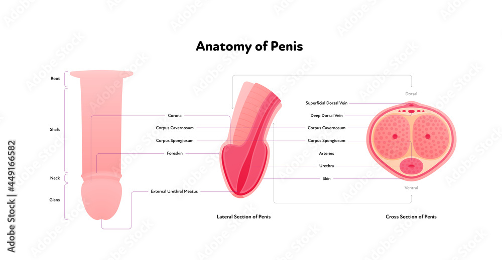 Human reproductive system chart. Vector flat healthcare