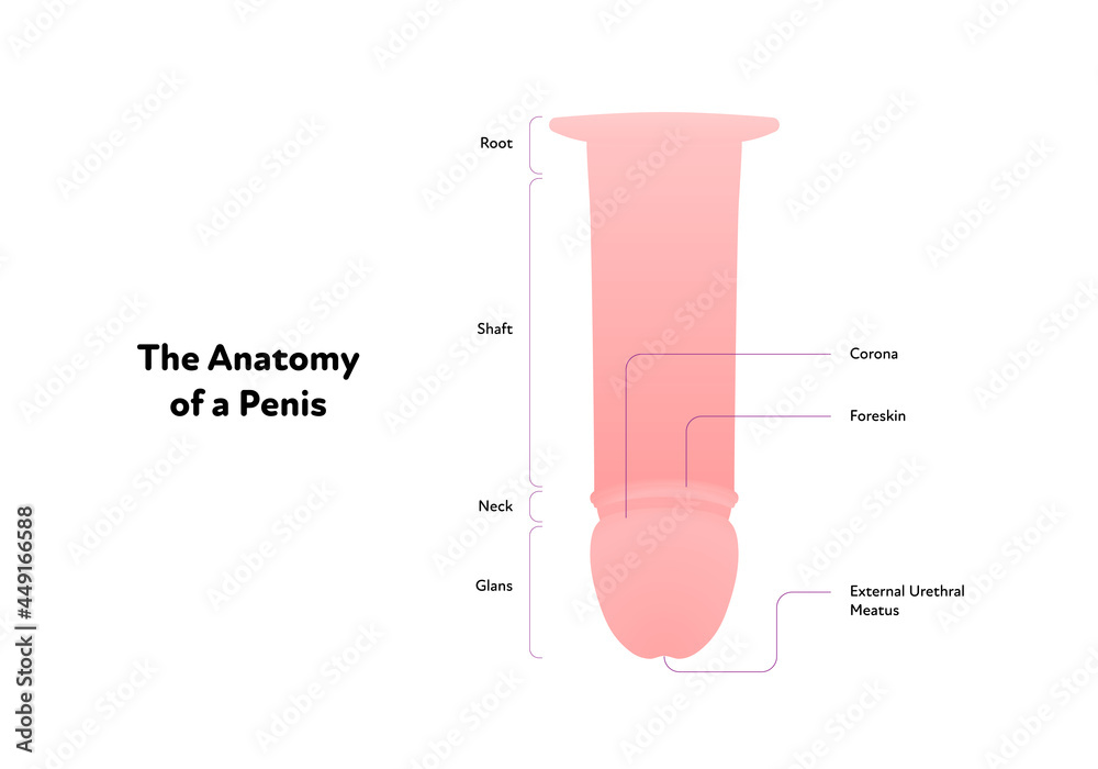 Human reproductive system anatomy inforgaphic chart. Vector flat healthcare  illustration. Male penis scheme with text. Design for biology, health care,  urology Stock Vector | Adobe Stock