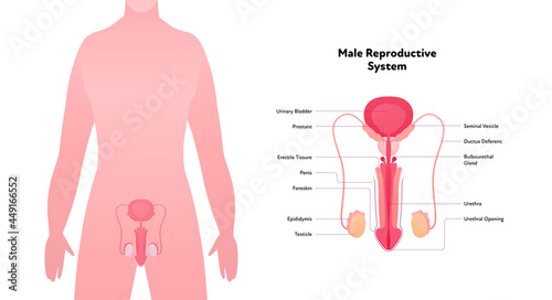 Human reproductive system anatomy inforgaphic chart. Vector flat healthcare illustration. Male penis and testicles with name diagram. Front view. Design for biology, health care, urology