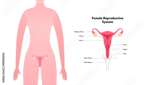 Human reproductive system anatomy inforgaphic chart. Vector flat healthcare illustration. Female vagina and uterus with name diagram. Front view. Design for biology, health care, gynecology