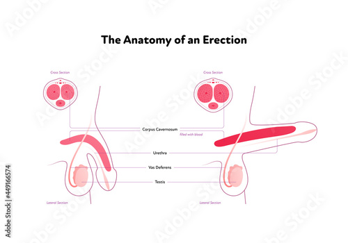 Human reproductive system anatomy inforgaphic chart. Vector flat healthcare illustration. Male erected penis with text. Side view. Lateral section. Design for biology, health care, urology photo