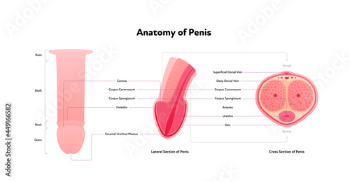 Human reproductive system inforgaphic chart. Vector flat healthcare illustration. Male penis anatomy with text. Cross and lateral section. Side view. Design for biology, health care, urology photo