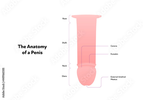 Human reproductive system anatomy inforgaphic chart. Vector flat healthcare illustration. Male penis scheme with text. Design for biology, health care, urology photo