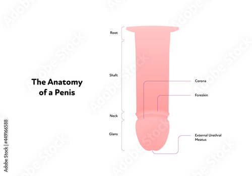 Human reproductive system anatomy inforgaphic chart. Vector flat healthcare illustration. Male penis scheme with text. Design for biology, health care, urology