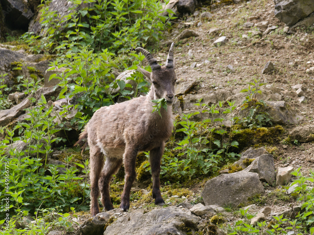 Ein junger Steinbock (Ibex) steht auf einem Felsen mit Blättern im Maul Ein junger Steinbock (Ibex) steht auf einem Felsen mit Blättern im Maul